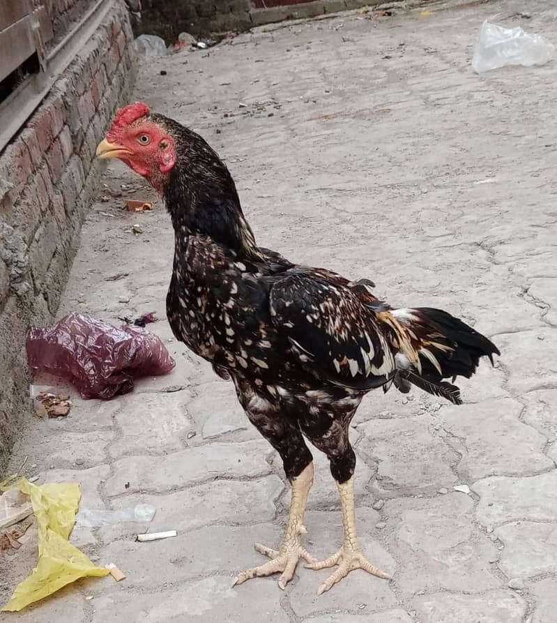 Aseel Murga (patha) 3