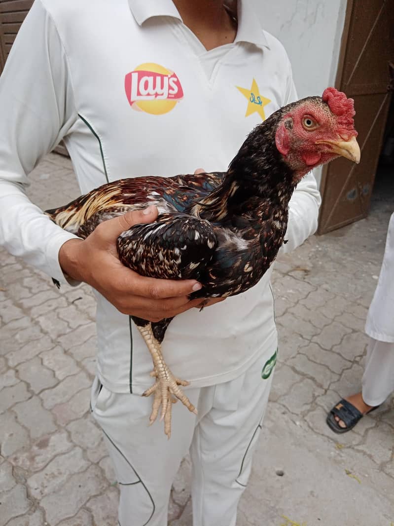 Aseel Murga (patha) 4