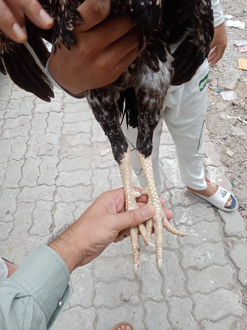 Aseel Murga (patha) 5