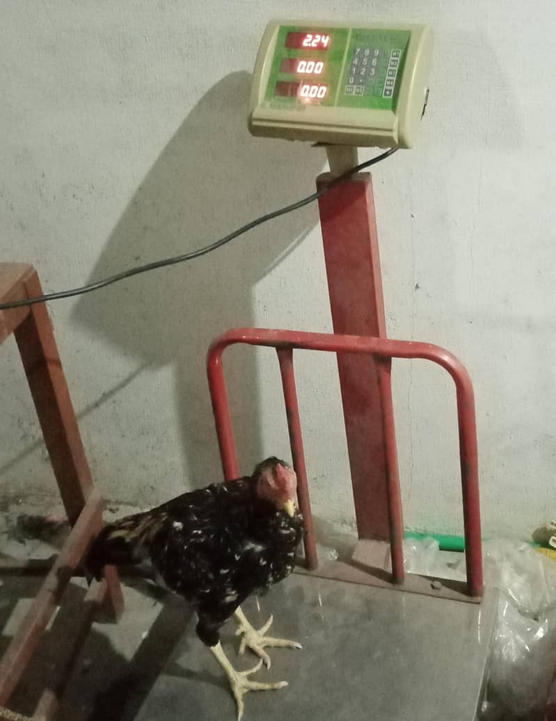 Aseel Murga (patha) 8