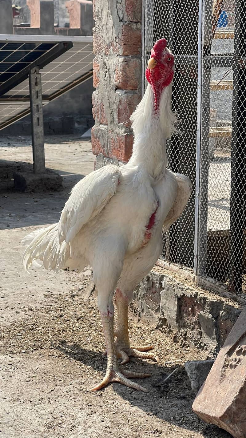 White Shamo Chicks|o Shamo|top quality King Shamo|pure aseel shamo ...