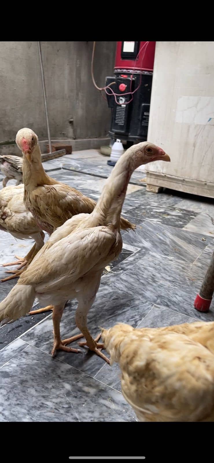 White Shamo Chicks|o Shamo|top quality King Shamo|pure aseel shamo ...