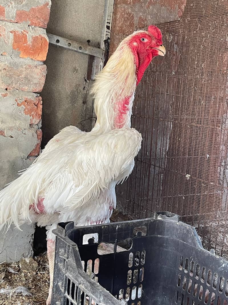 White Shamo Chicks|o Shamo|top quality King Shamo|pure aseel shamo ...