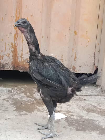 Dragon aseel hen