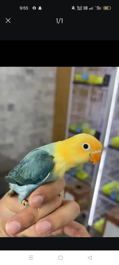 love birds