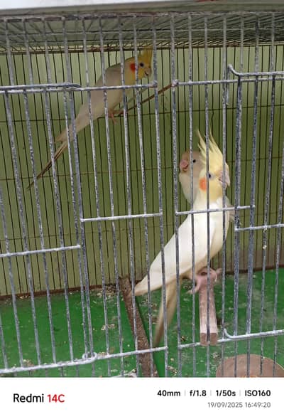 cockatiel breeding pair