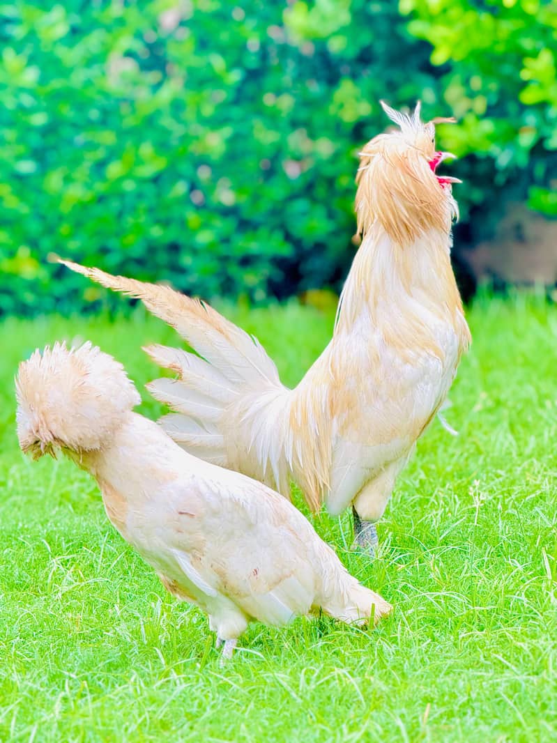 Golden Buff | White Buff | heavy Buff | blue buff | breeder male - Hens ...