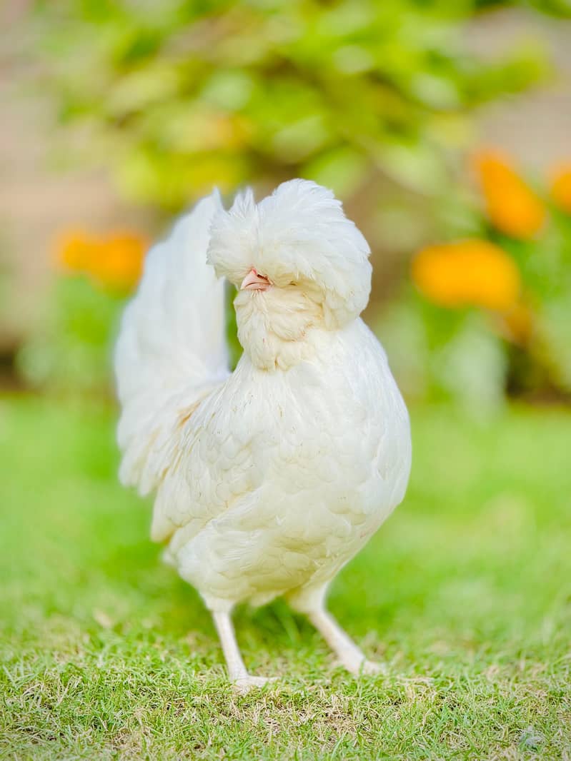 Golden Buff | White Buff | heavy Buff | blue buff | breeder male - Hens ...