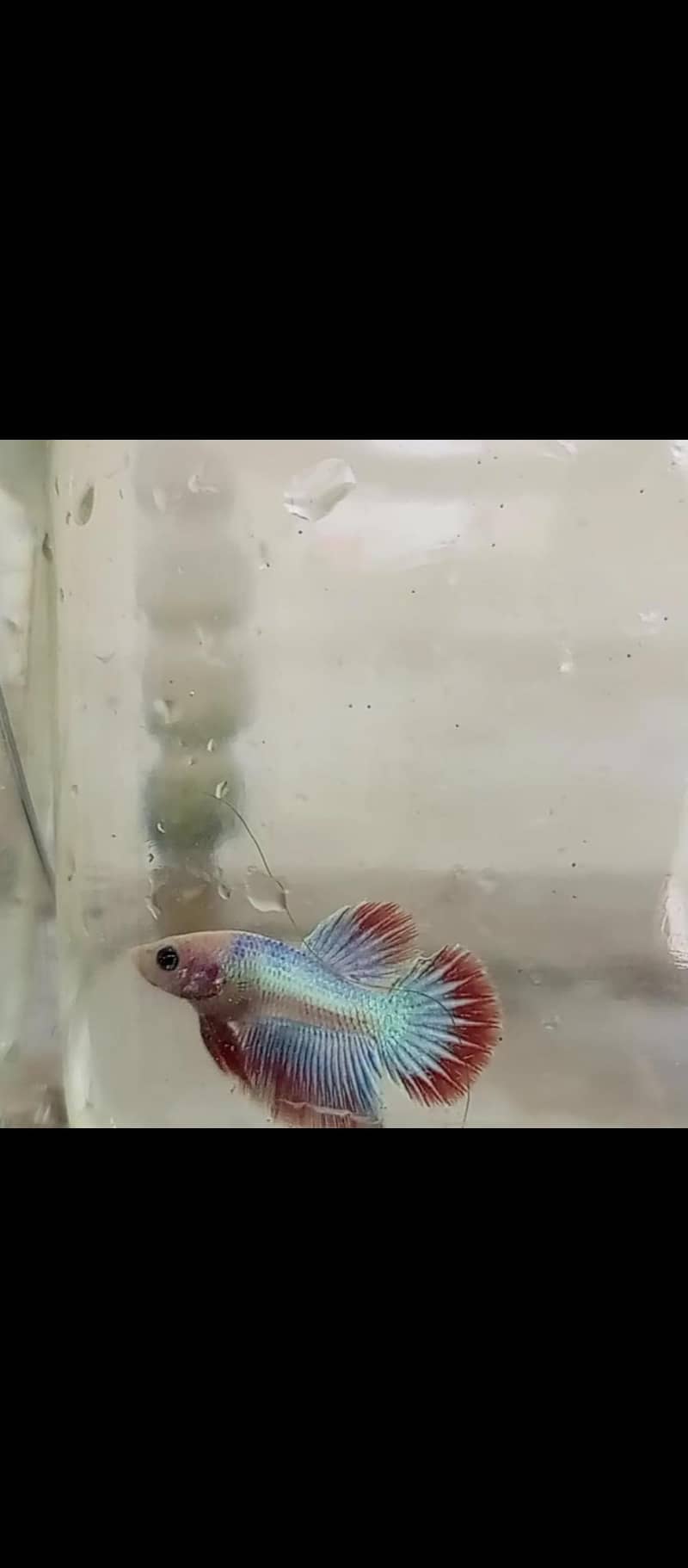 Betta 1