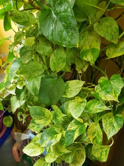  Rare Giant Money Plant – 10 Branches, 18 Inch Pot 