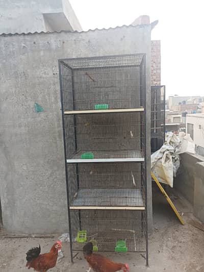birds cages