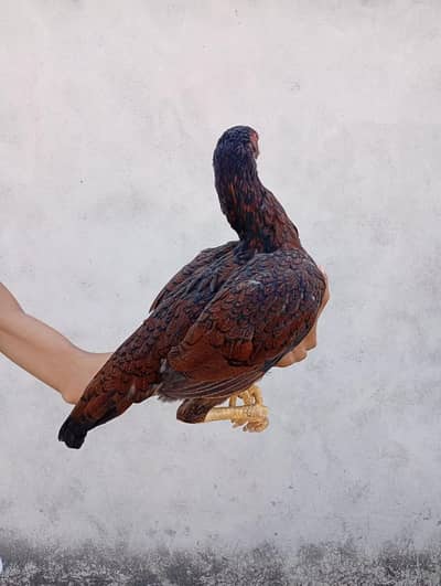 Aseel mianwali hen for sale  contact on 03465200211