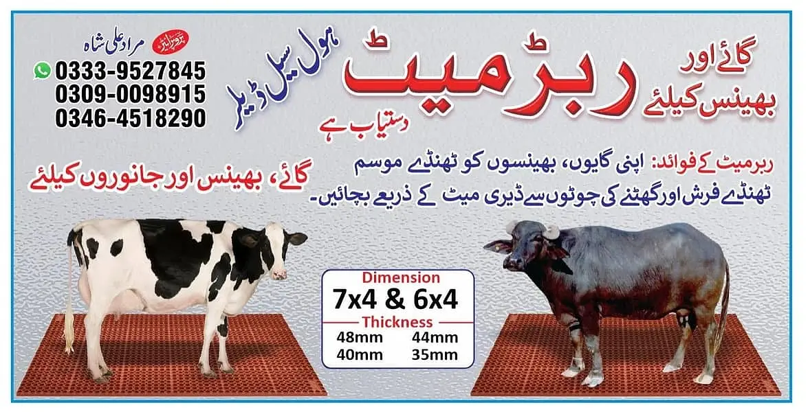 Cow / cow mats available / cow met / mattress | Gay | Bachra / بچر ا