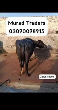 Cow / cow mats available / cow met / mattress | Gay | Bachra / بچر ا — photo 3
