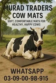 Cow / cow mats available / cow met / mattress | Gay | Bachra / بچر ا — photo 4