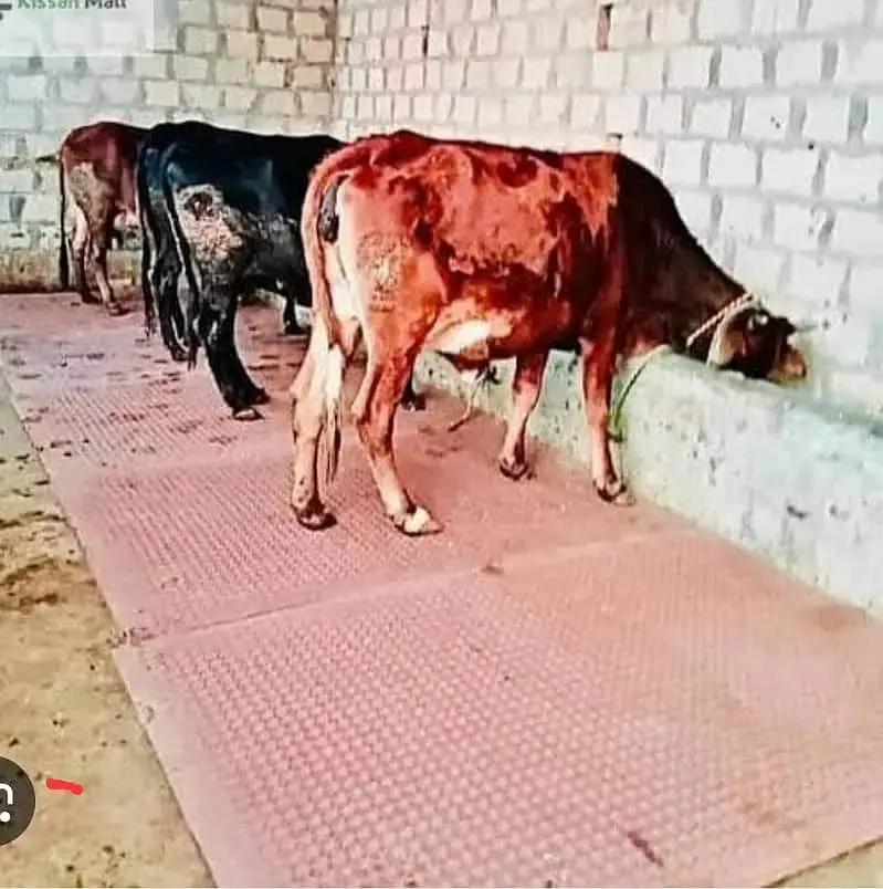 Cow / cow mats available / cow met / mattress | Gay | Bachra / بچر ا — photo 8