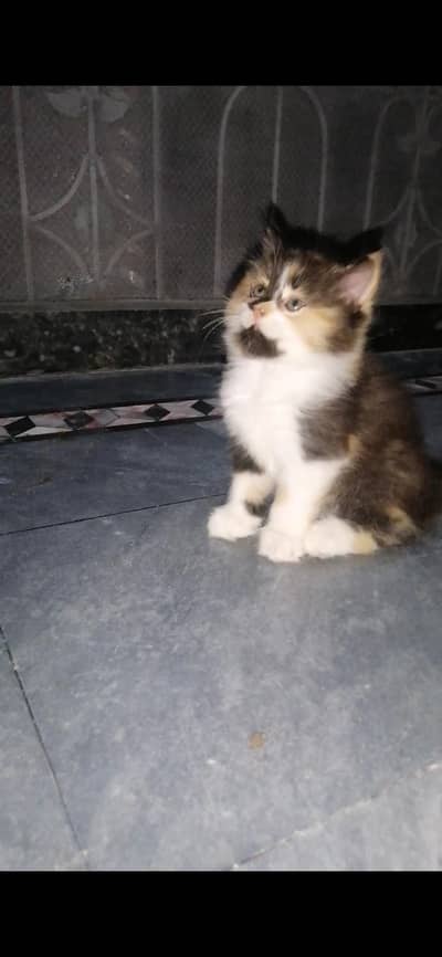 persian
