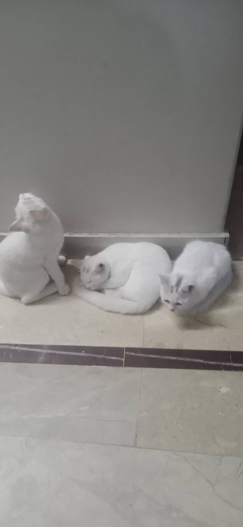 Tamil Nadu Female Kittens For Sale Pet Hotel Home Pet Boarding In