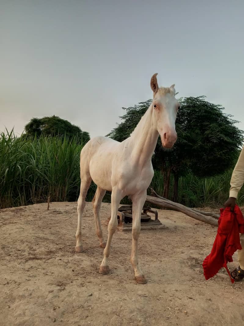 Nukra badal da putar - Horses - 1106514698