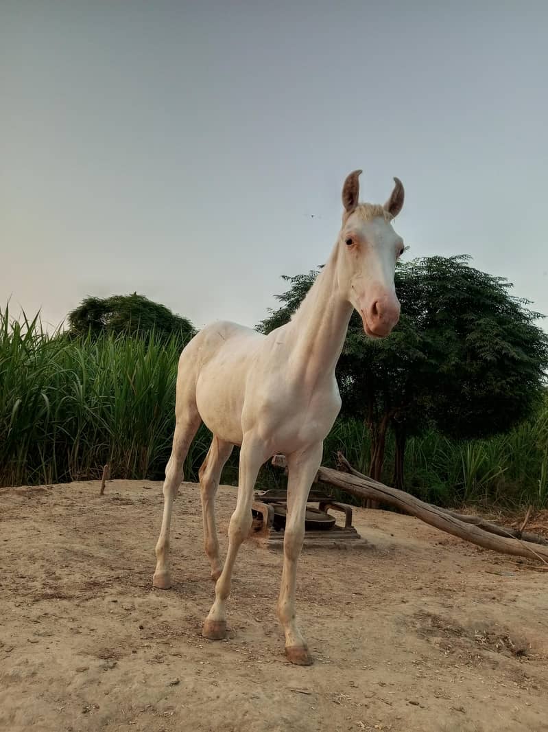 Nukra badal da putar - Horses - 1106514698