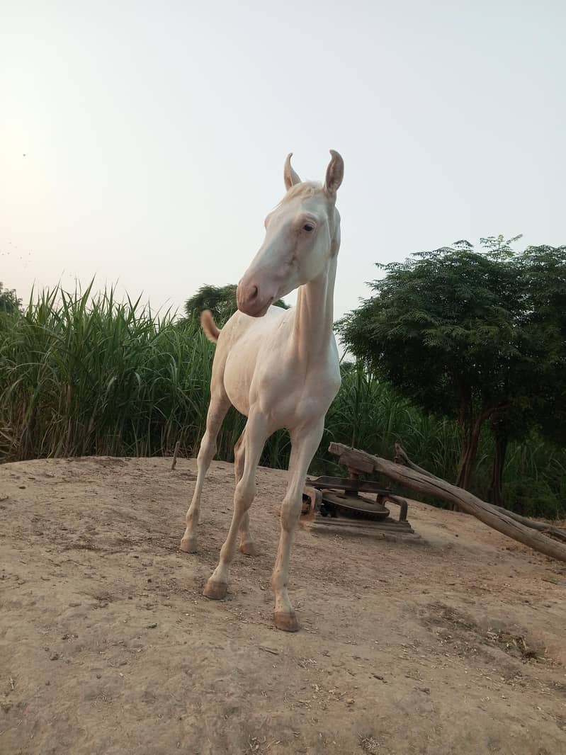 Nukra badal da putar - Horses - 1106514698