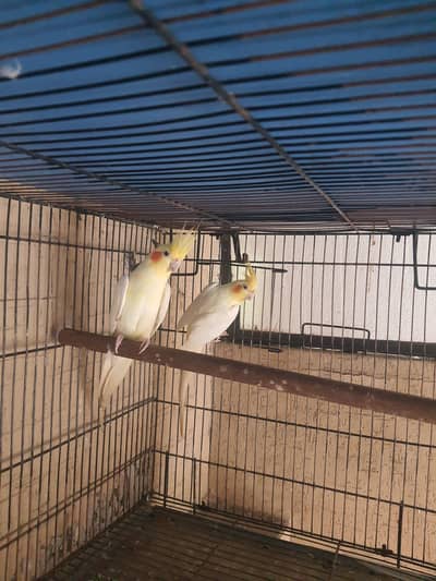 Good Quality Bird Adult Pair