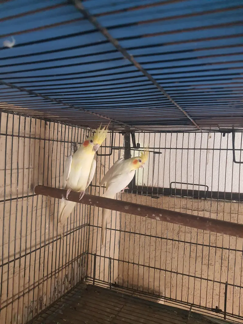 Good Quality Bird Adult Pair — photo 2