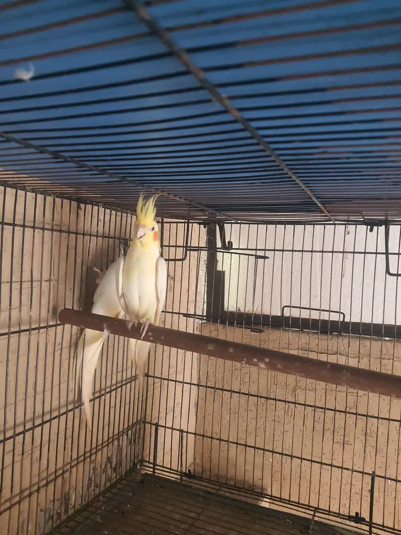 Good Quality Bird Adult Pair — photo 3