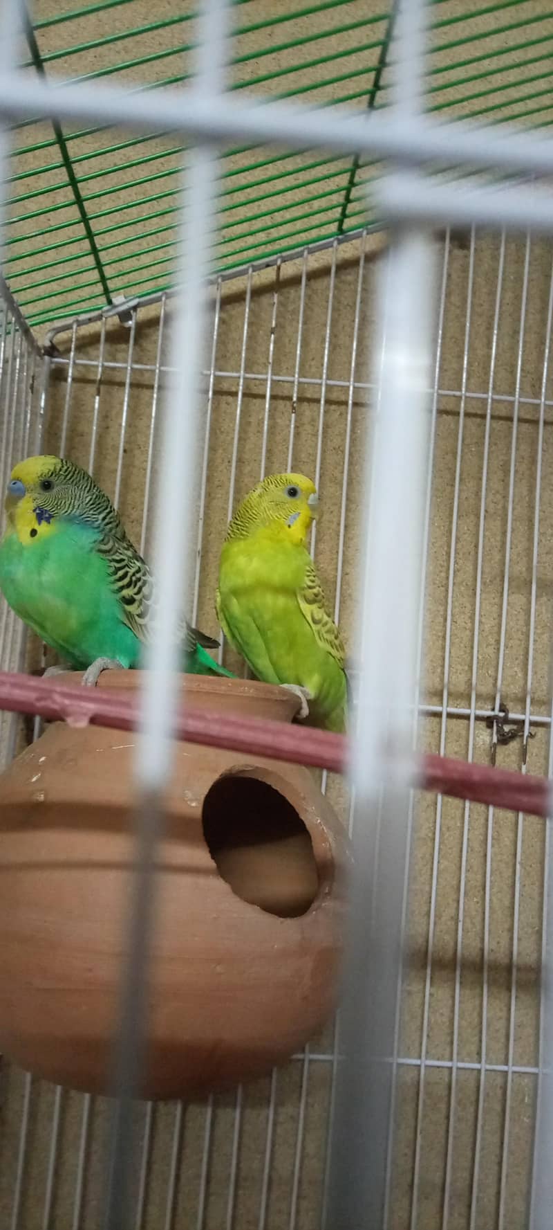 Budgies 0