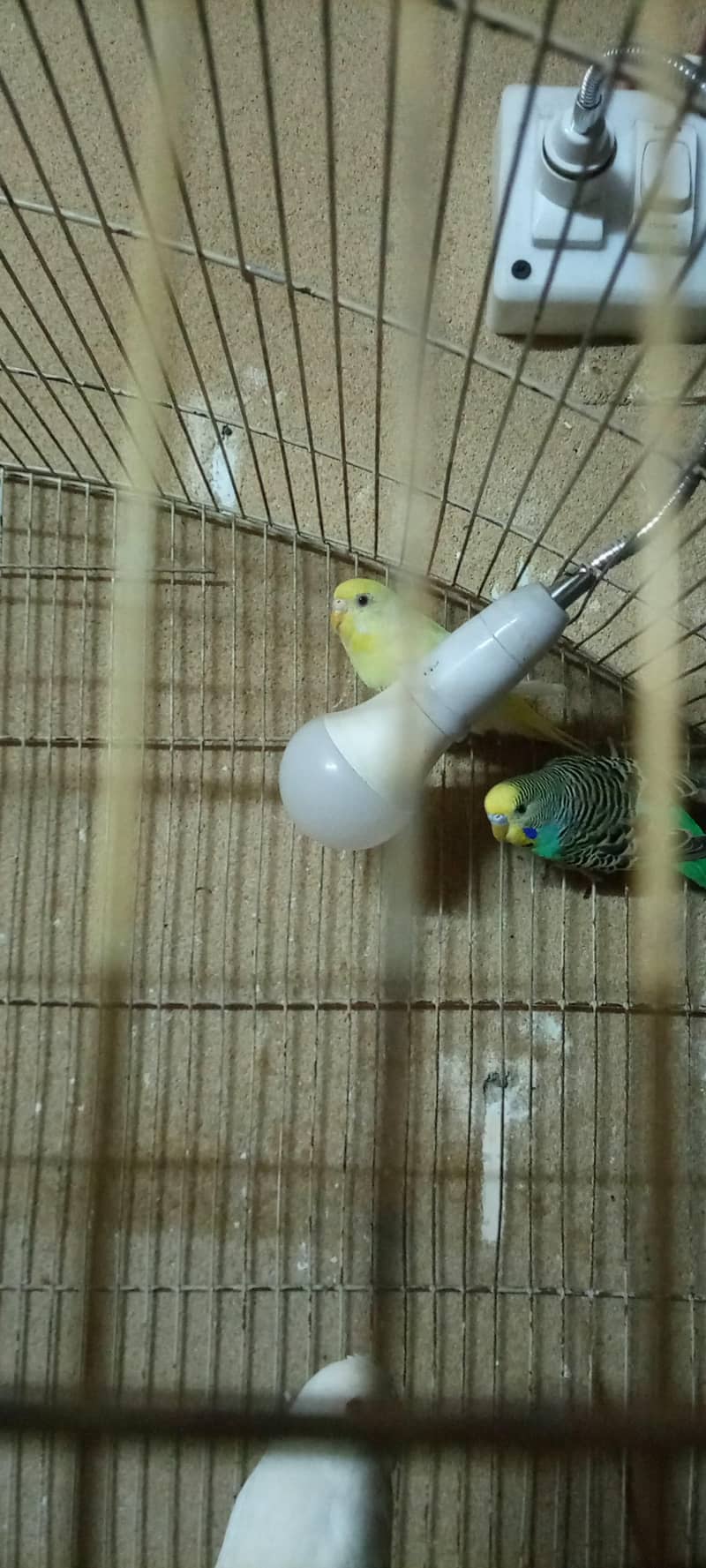 Budgies 1