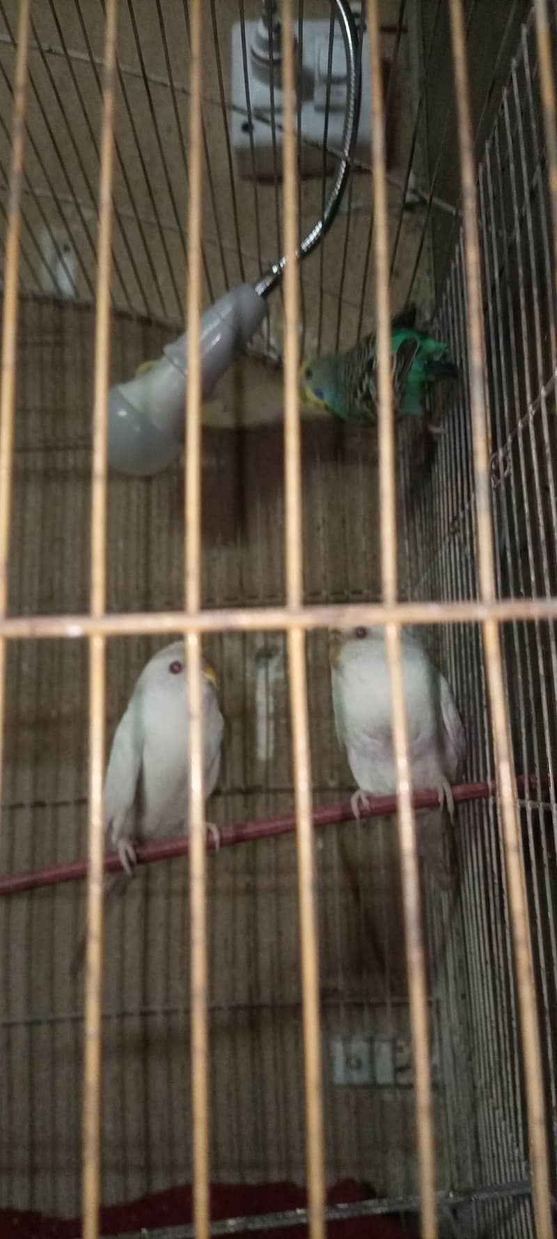 Budgies 2