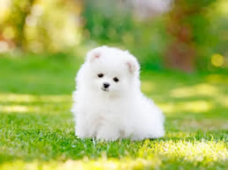 Adorable Pomeranian Puppies for Sale — photo 3