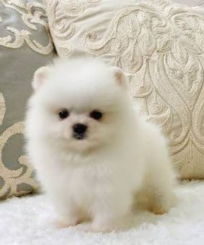 Adorable Pomeranian Puppies for Sale