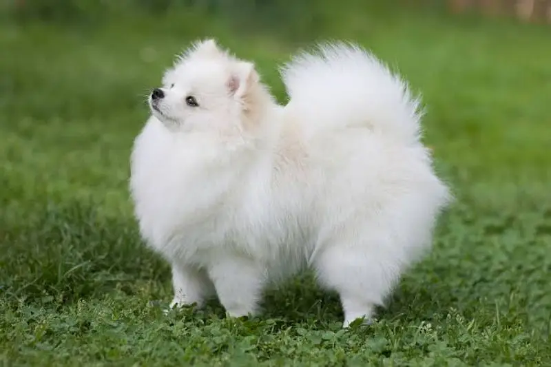 Adorable Pomeranian Puppies for Sale — photo 5