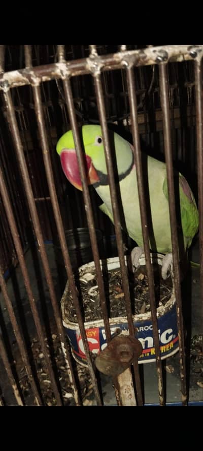 talkative green parrot for sale