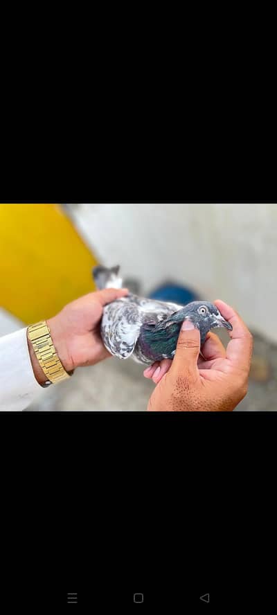 Teddy/lakha Pigeons|High quality/pigeon breeder pair|pigeons | کبوتر