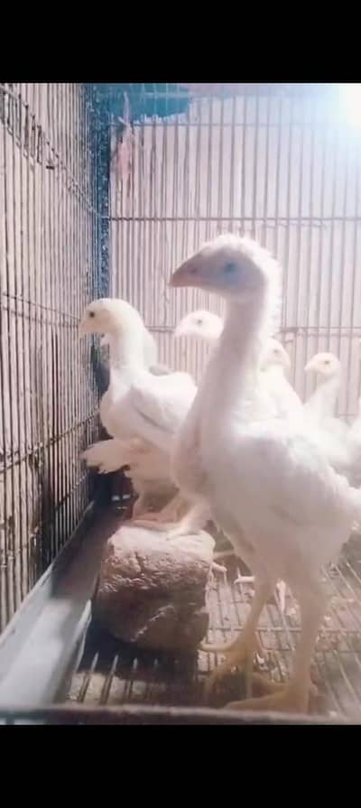 White and  black o shamo chicks | Shamo Aseel  | shamo egg  | Chicks