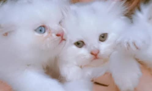 Cats pair for sale blue and brown eyes pair