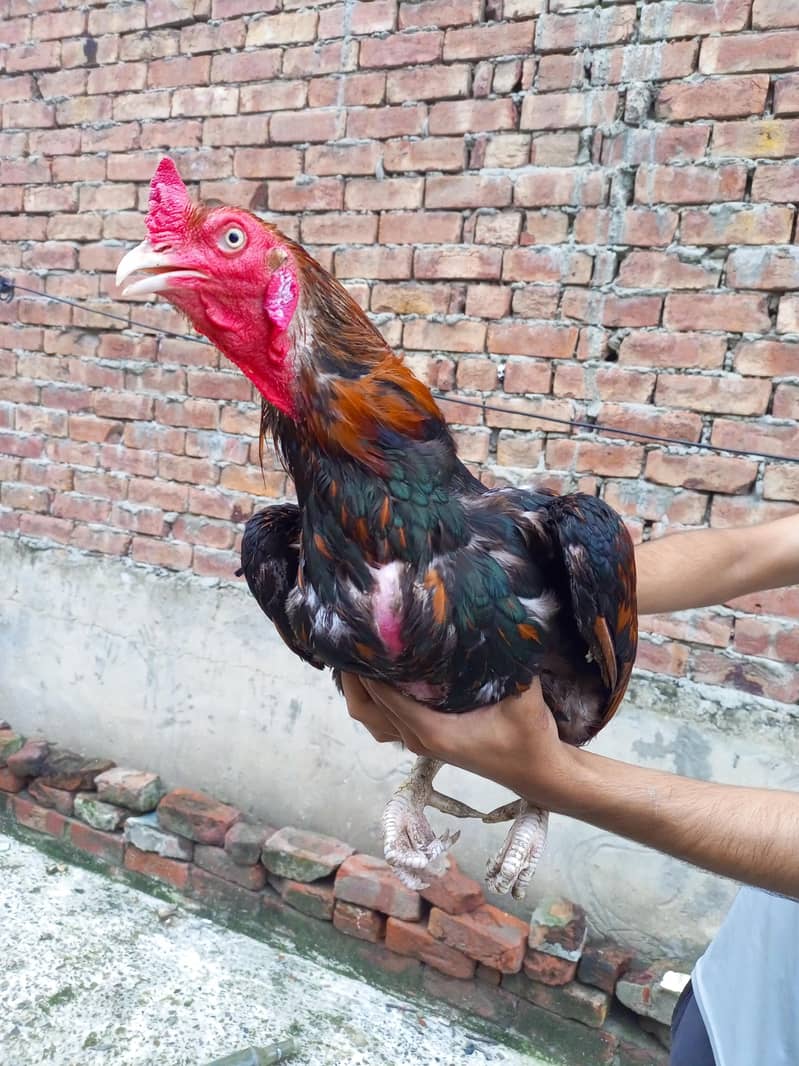 Aseel murga and murgi full healthy and active - Hens - 1106568732