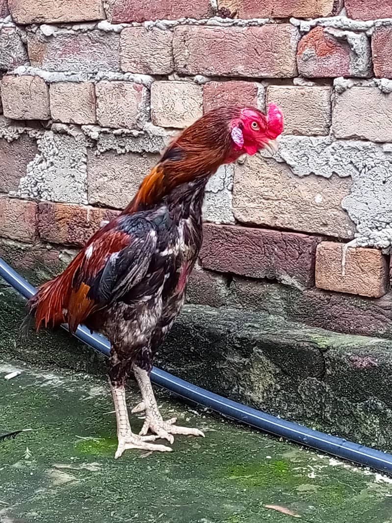 Aseel murga and murgi full healthy and active - Hens - 1106568732