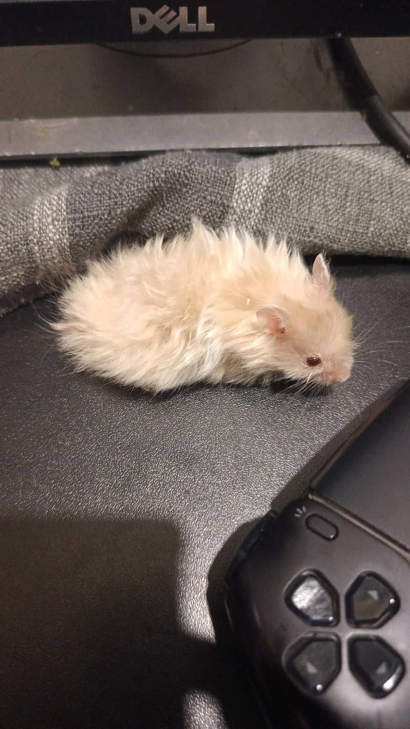 HAMSTERS AVAILABLE 5