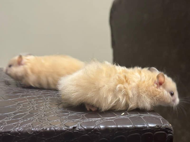 HAMSTERS AVAILABLE 12