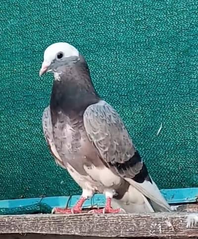 pigeon