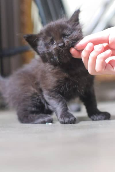 Bombay kitten