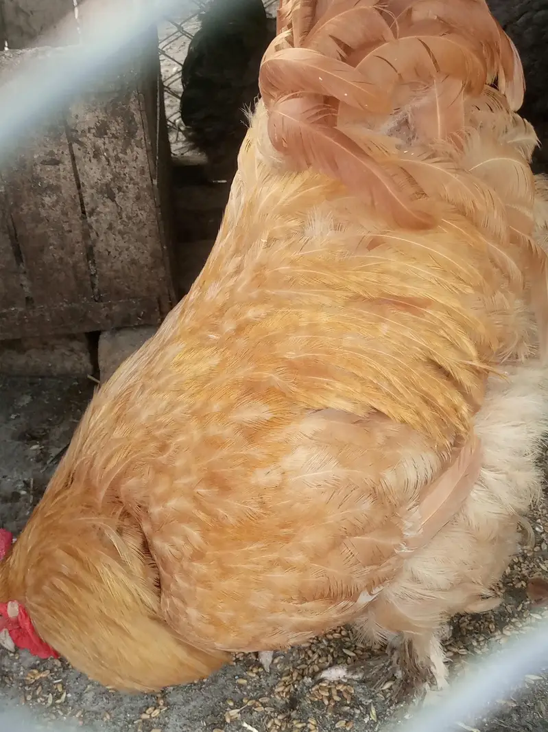 Heavy buff Astrolop  aseels silkie — photo 4