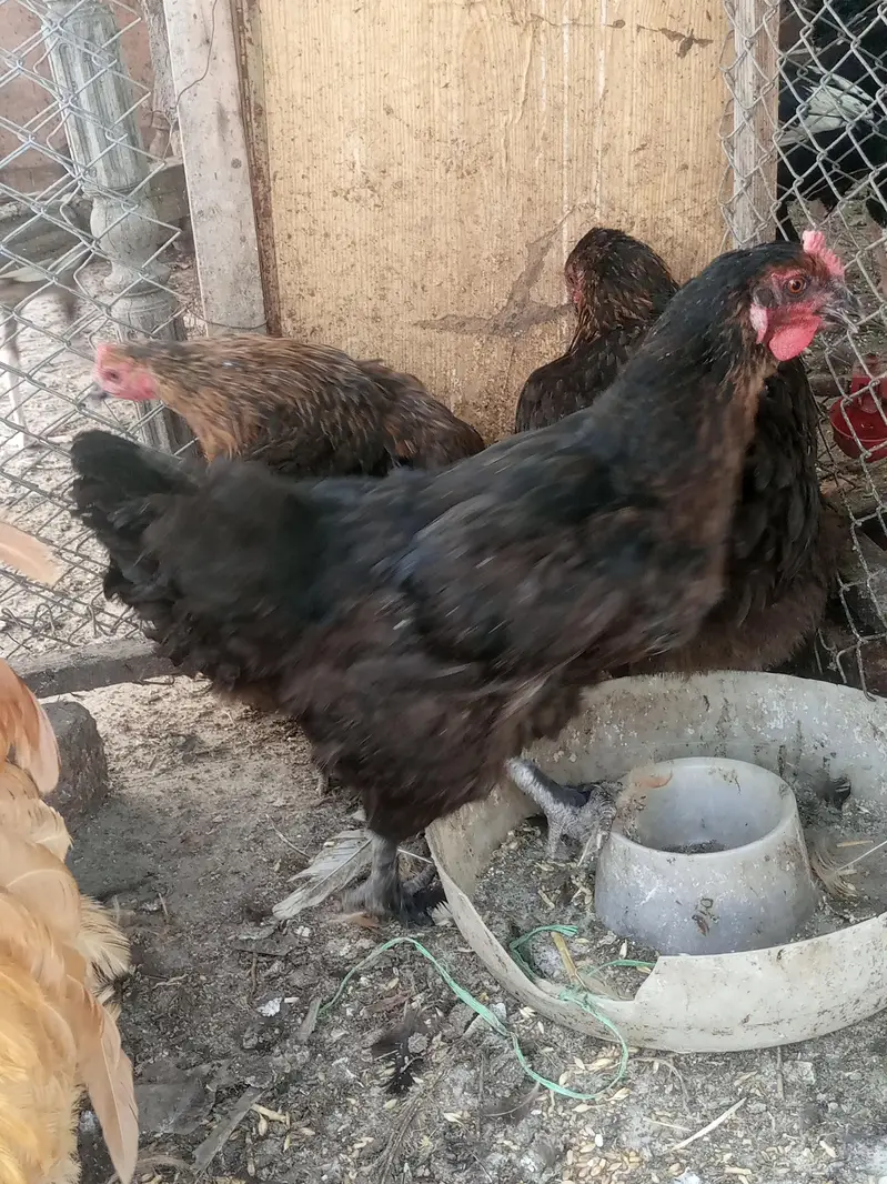 Heavy buff Astrolop  aseels silkie — photo 7