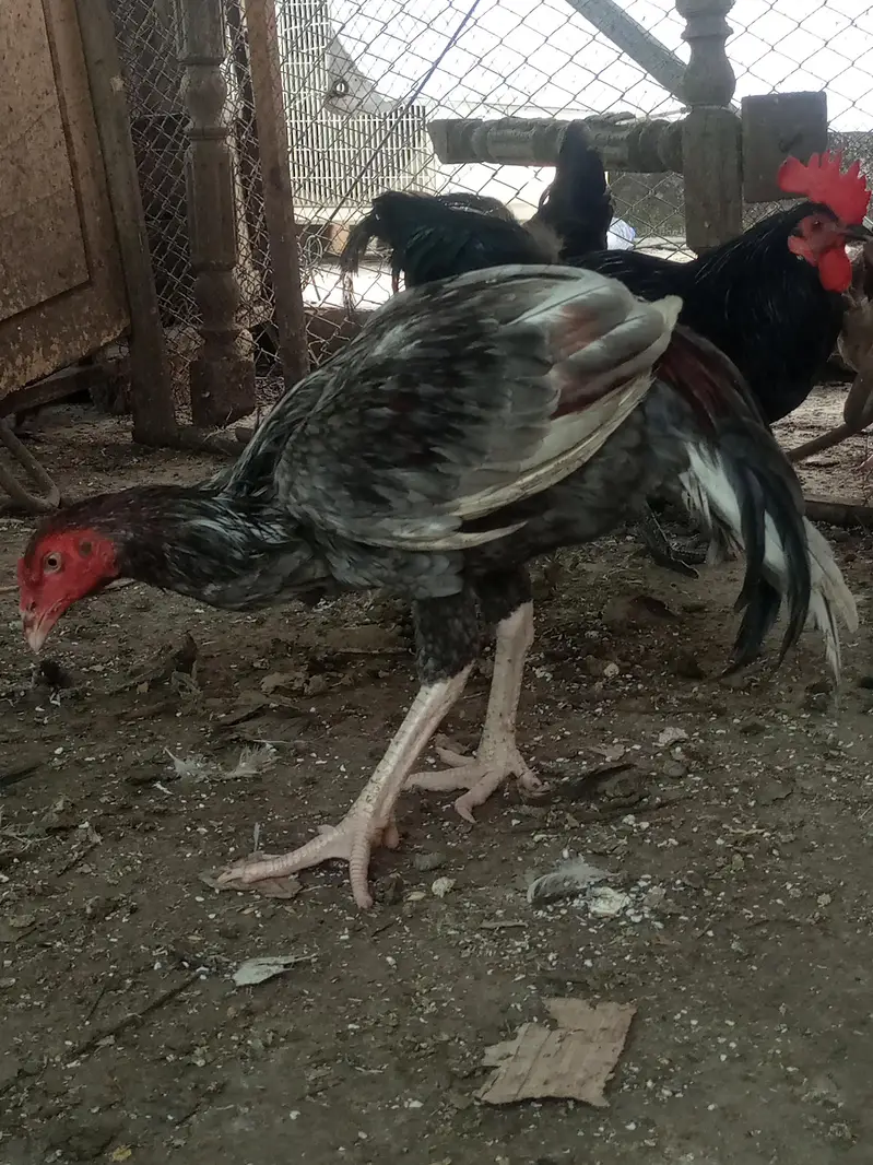 Heavy buff Astrolop  aseels silkie — photo 8