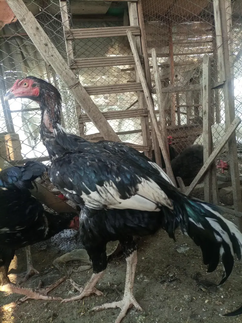 Heavy buff Astrolop  aseels silkie — photo 9