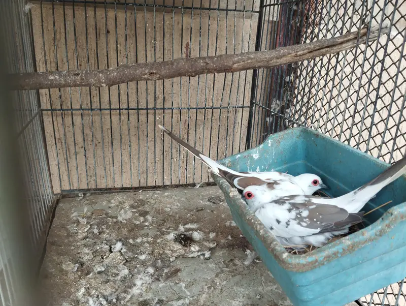 diamond pied dove