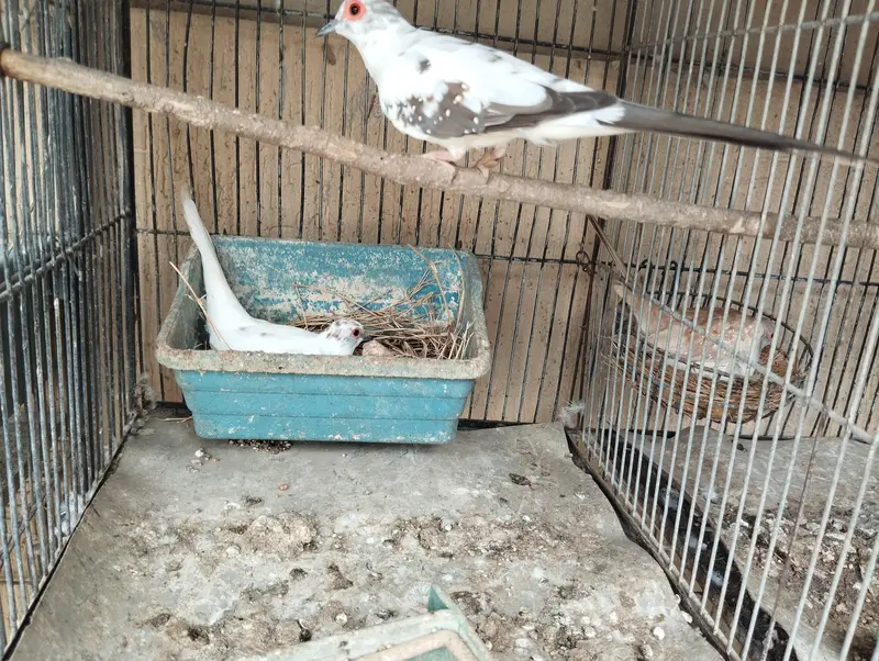 diamond pied dove — photo 2